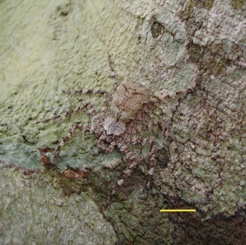 Illustration for article titled Good Lord, Scientists Have Discovered Skydiving Spiders in the Jungles of South America